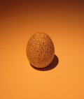 Thumbnail for File:Genesis on egg cropped.jpg