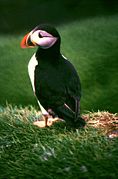 Fratercula arctica - Lundi - Atlantic Puffin - Papageitaucher - Macareux arctique - Lunde