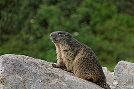 Marmota in Austria