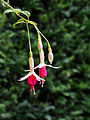 Fuchsia 'Amélie Aubin'