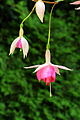 Fuchsia 'Kit Oxtoby'.