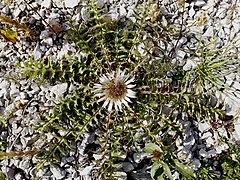 22.10.15 Silberdistel