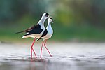 Thumbnail for File:Black-winged stilt courtship behaviour.jpg