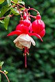 Fuchsia 'Alwin'.