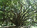 Arbre à lianes; ficus