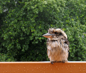 Dacelo novaeguineae (Laughing Kookaburra)