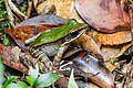 Odorrana aureola, Taylor's rock frog (green morph) - Phu Kradueng National Park