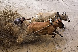 🥇 Menggigit Ekor Sapi (Pacu Jawi)