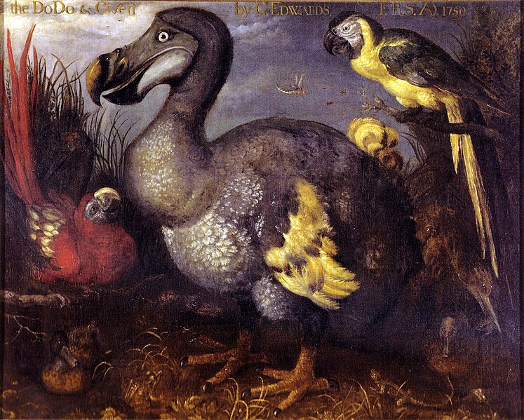 File:Edwards' Dodo.jpg