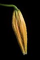 Lilium lancifolium fma. concolor