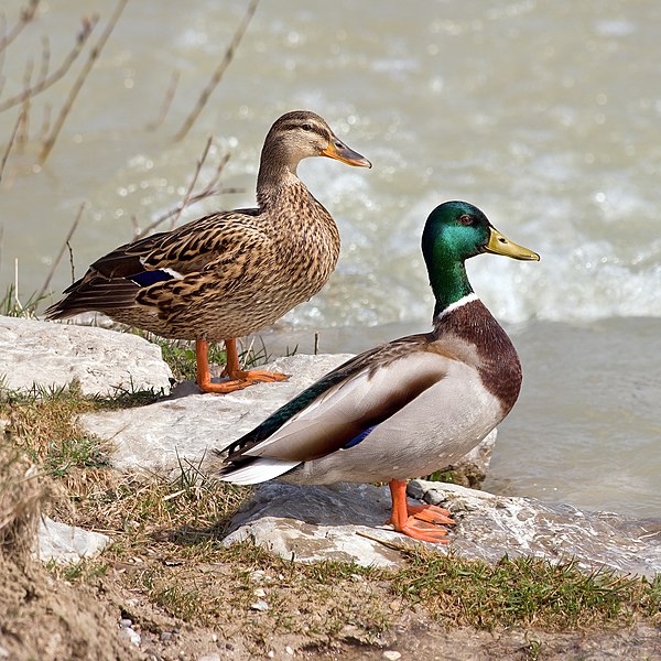 File:Anas platyrhynchos male female quadrat.jpg