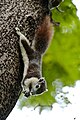 Callosciurus finlaysonii - Finlayson's squirrel - Bangkok