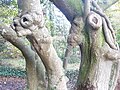 Arbre aux formes curieuses (ressemblant à un éléphant) sur les rives de l'Odet près du château de Kerambleiz 2