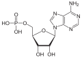 Deutsch: Struktur von Adenosinmonophosphat English: Structure of Adenosine monophosphate