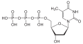 Deutsch: Struktur von Desoxythymidintriphosphat English: Structure of Deoxythymidine triphosphate