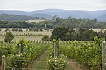 Thumbnail for File:Yarra Valley, vineyards at Yarra Yering.jpg