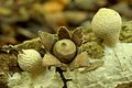 Geastrum subiculosum