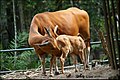 Female with cow, Zoo Negara, Malaysia