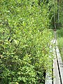 Eared Willow - Habitat Kerava, Finland