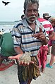 Trinquemalay, retour des pêcheurs au Sri-Lanka (7)