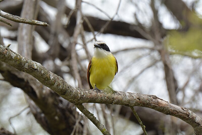 File:Great Kiskadee - 16552144679.jpg