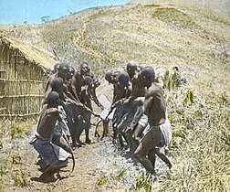 Hauling log, Malawi, 1910