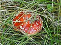 Amanita muscaria