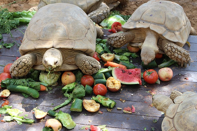 File:Fruits and feed.jpg