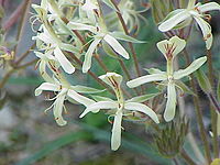 Pelargonium oblongatum