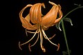 Lilium lancifolium fma. concolor