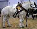 Percheron (cat)