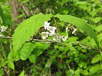 Viburnum phlebotrichum