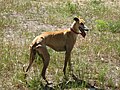 Galgo Español hembra/female