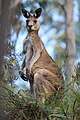 Kangaroo