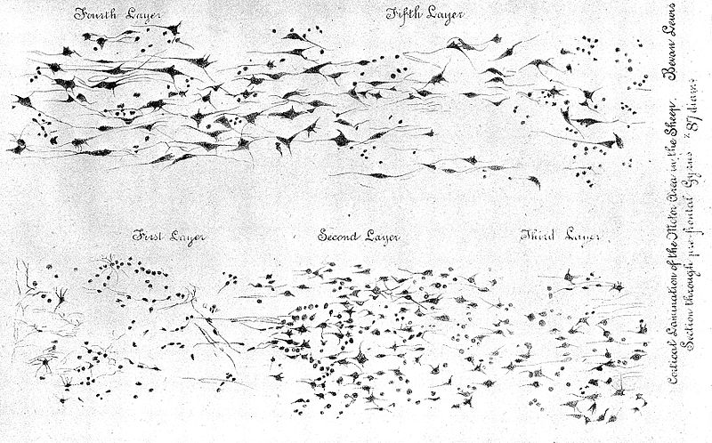 File:B. Lewis, Cortical cells in sheep. Wellcome L0001988.jpg