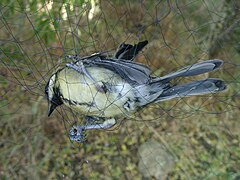 Caught for ringing