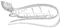 Lampridiomorpha