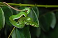 Trimeresurus gumprechti, Gumprecht’s green pit viper (juvenile, male) - Phu Hin Rong Kla National Park