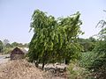 Provincial tree of Punjab