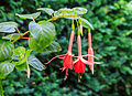 Fuchsia 'Helena'.