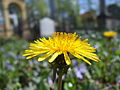 Deutsch: Löwenzahn English: Dandelion