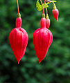 Fuchsia 'Jubie-Lin'.