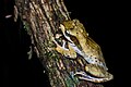 Polypedates macrotis - Bongao tree frog - Khao Luang National Park - Khao Luang National Park