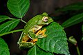 Rhacophorus kio, Kio flying frog - Kui Buri National Park