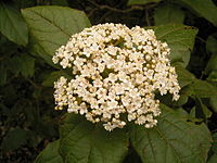 Viburnum rigidum