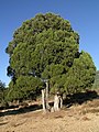 Juniperus thurifera