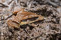 Microhyla heymonsi, Dark-sided chorus frog (mating) - Phu Kradueng National Park