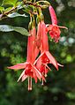 Fuchsia 'Creiler Flora'.