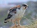 Thumbnail for File:Red-backed Hawk (Buteo polyosoma) 1.jpg