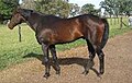 Caballo Polo Argentino (cat)